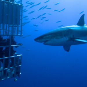 great-white-shark-south-africa