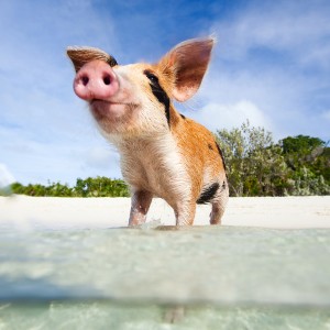 swimming-with-pigs-bahamas