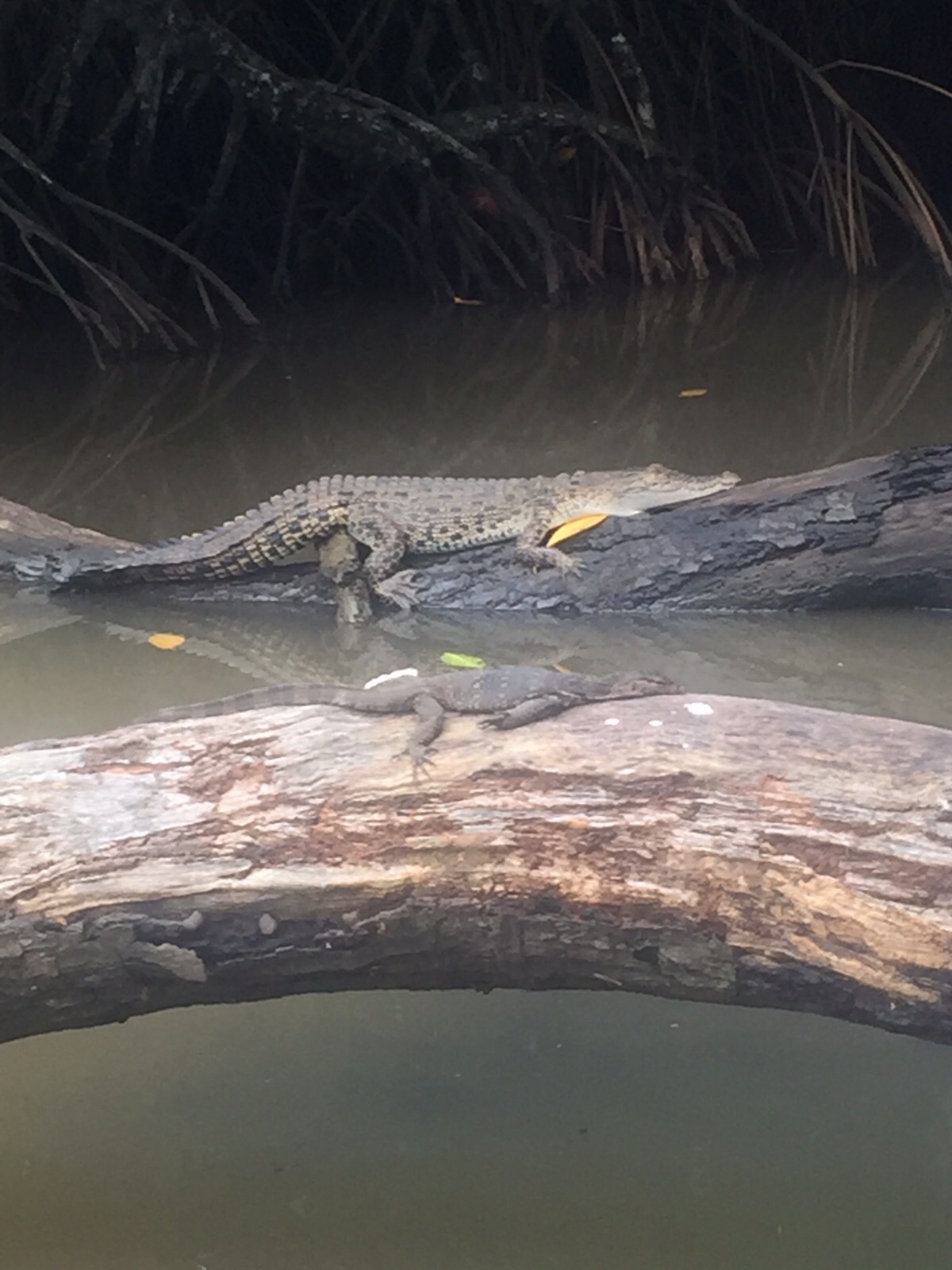 A honeymoon at Centara Ceysands Resort and Spa Sri Lanka - Crocodile park