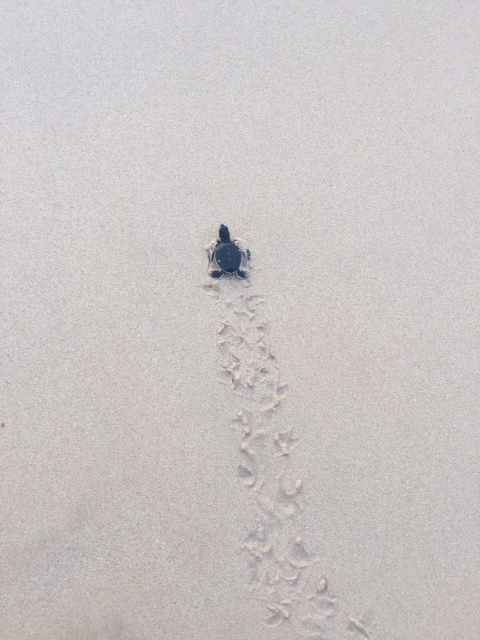 A honeymoon at Centara Ceysands Resort and Spa Sri Lanka - Turtles