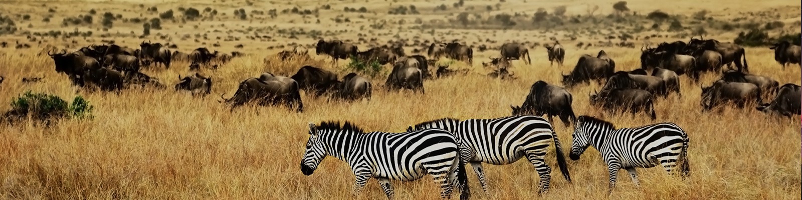 kenya safari honeymoon packages header