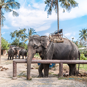 Koh Samui Island Eco Safari Tour - Thailand Honeymoon excursions - Thumbnail
