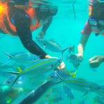 Pulau Payar Marine Park From Penang Private Tour Malaysia Honeymoon Header 150x150