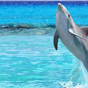 Swim With Dolphins Miami