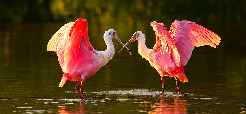 Birds In The Lake Florida Everglades Airboat Tour Florida Honeymoons