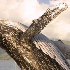 four-seasons-maui-hawaii-whale-watching