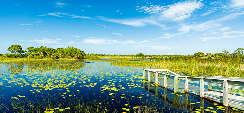 Grassy Lake Florida Everglades Airboat Tour Florida Honeymoons