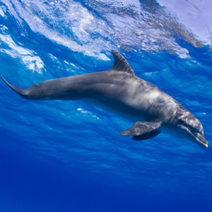 stlucia-dolphin-whale-tour-thumbnail