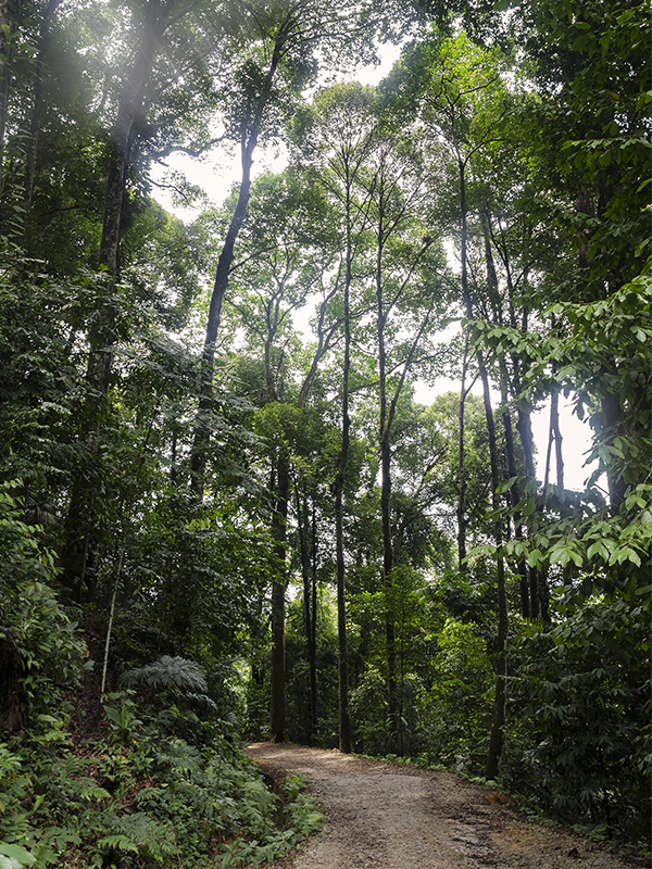 A Glimpse into the Rainforest - Malaysia honeymoon Experiences - Forest