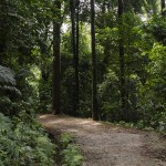 A Glimpse Into The Rainforest Malaysia Honeymoon Experiences Header 150x150