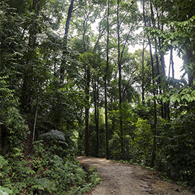 A Glimpse into the Rainforest - Malaysia honeymoon Experiences - Thumbnail