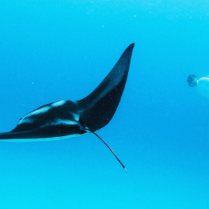 Cinnamon Dhonveli Maldives Maldives Honeymoon Packages Excursions (1)