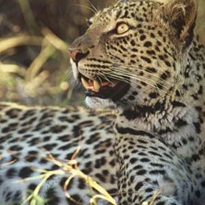 Dulini Lodge Kruger - Safari Honeymoons - Leopard