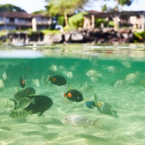 Hawaii Honeymoon Packages Four Seasons Hualalai Hawaii Big Island Snorkeling