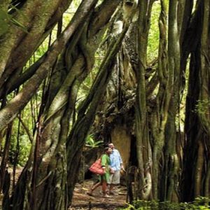Maldives Honeymoon Packages Shangri La’s Villingili Resort And Spa Banyan Tree In The Resort's Jungle