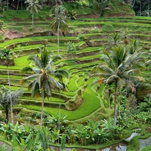 Rice paddies - Puri Gangga Bali - Luxury Bali honeymoons