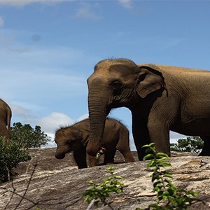 cinnamon wild yala-sri lanka honeymoon packages-safari