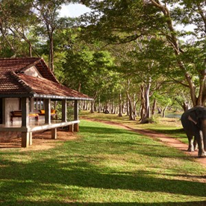 Sri Lanka Honeymoon Packages Habarana Village By Cinnamon Sri Lanka Honeymoon Packages Elephant Strolling Outside Resort