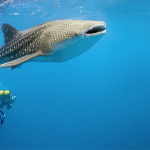 Scuba Diving Dhigufaru Island Resort Maldives Honeymoons