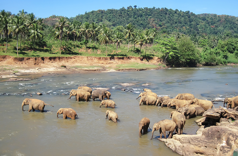 Yala National Park - Amazing places to see in Sri Lanka - Sri Lanka honeymoon ideas