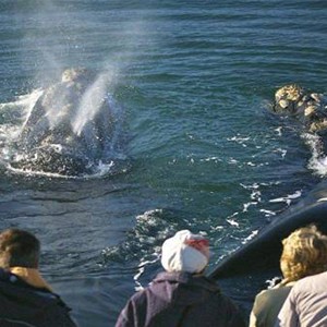 The Marine - South Africa Honeymoon Packages - Sea activities