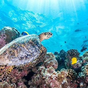 jumeriah-vittaveli-maldives-honeymoon-underwater-turtle