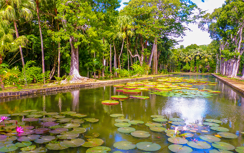 pamplemousses-botanical-garden-things-to-do-in-mauritius-for-first-time-travellers-luxury-mauritius-honeymoon-packages