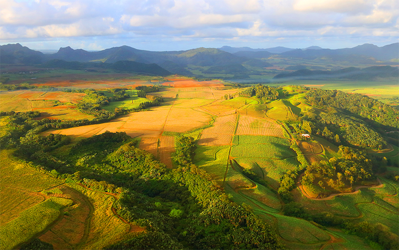 sugar-fields-things-to-do-in-mauritius-for-first-time-travellers-luxury-mauritius-honeymoon-packages