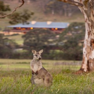 emirates-one-only-wolgan-valley-australia-honeymoon-packages-local-wildlife