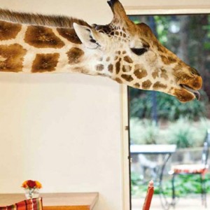 feeding-time-giraffe-manor-luxury-kenyan-honeymoon-packages