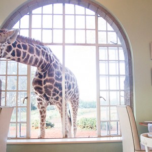 giraffe-breakfast-giraffe-manor-luxury-kenyan-honeymoon-packages