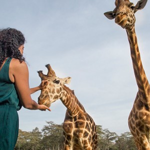 giraffe-feeding-giraffe-manor-luxury-kenyan-honeymoon-packages