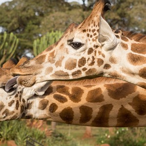 giraffes-giraffe-manor-luxury-kenyan-honeymoon-packages