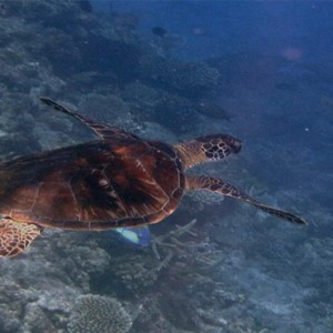 matamanoa-island-resort-fiji-honeymoon-packages-turtles