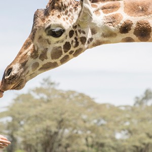 giraffes-1-giraffe-manor-luxury-kenyan-honeymoon-packages