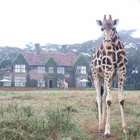 thumbnail-giraffe-manor-luxury-kenyan-honeymoon-packages