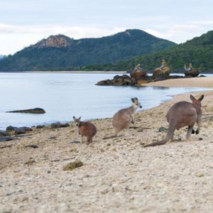 Daydream Island Resort & Spa - Australia Honeymoon Packages - Kangaroos on the beach