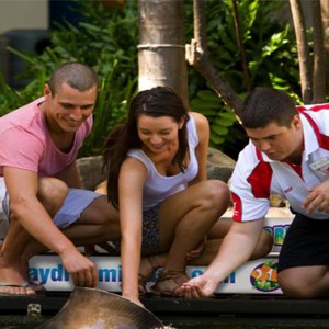 Daydream Island Resort & Spa - Australia Honeymoon Packages - Stingray feeding