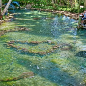 Daydream Island Resort & Spa - Australia Honeymoon Packages - marine feeding shows