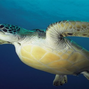 Komandoo Island Resort - Maldives honeymoon packages - marine life - turtles