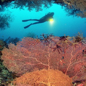 Komandoo Island Resort - Maldives honeymoon packages - snorkelling and scuba diving