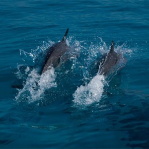 Reethi Beach Resort - Maldives Honeymoon Packages - Dolphin Safari