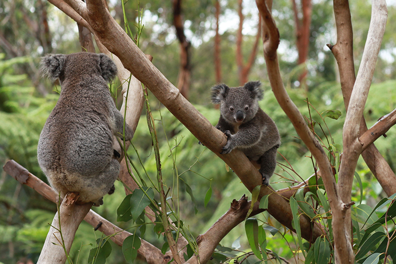 Whitsunday and Great barrier Reef blog - koala cuddlingj