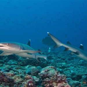 Four Seasons Resort Maldives at Kuda Huraa - Maldives Honeymoon Packages - Shark snorkeling safari