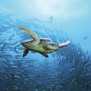 Four Seasons Resorts at Landaa Giraavaru - Maldives Luxury Honeymoon Packages - turtles
