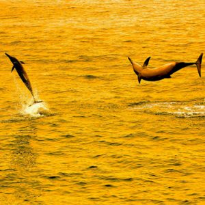 Maldives Honeymoon Packages Gili Lankanfushi Dolphin Watching