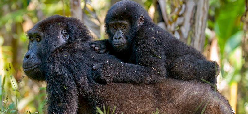 Bwindi Impenetrable National Park - Top Safaris for your honeymoon