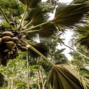 Four Seasons Resort Seychelles - Luxury Seychelles Honeymoon packages - Coconut palm trees