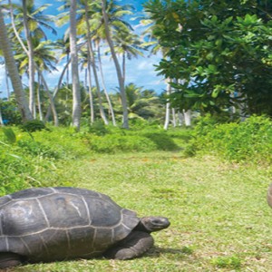 Fregate Island Private - Luxury Seychelles Honeymoon Packages - Giant Aldrabra tortoises