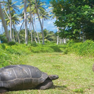 Fregate Island Private - Luxury Seychelles Honeymoon Packages - Giant Aldrabra tortoises1